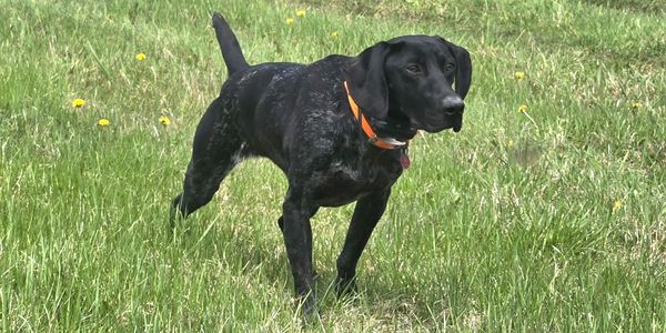 Black dog with an orange collar standing alert in a grassy field.