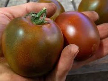Types Of Tomatoes