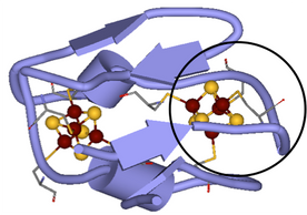 1DUR ferredoxin