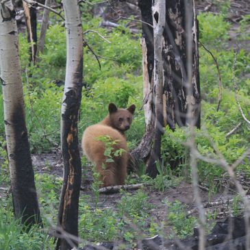 Cinnamon Black Bear, Waterton Lakes National Park 