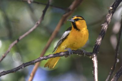 Bullock's Oriole perfectly perched on a branch during our Okanagan Valley, British Columbia birding 