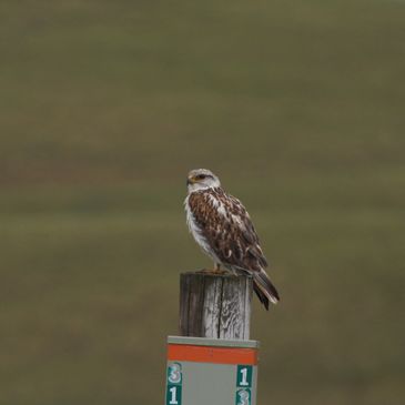 Ferruginous Hawk 