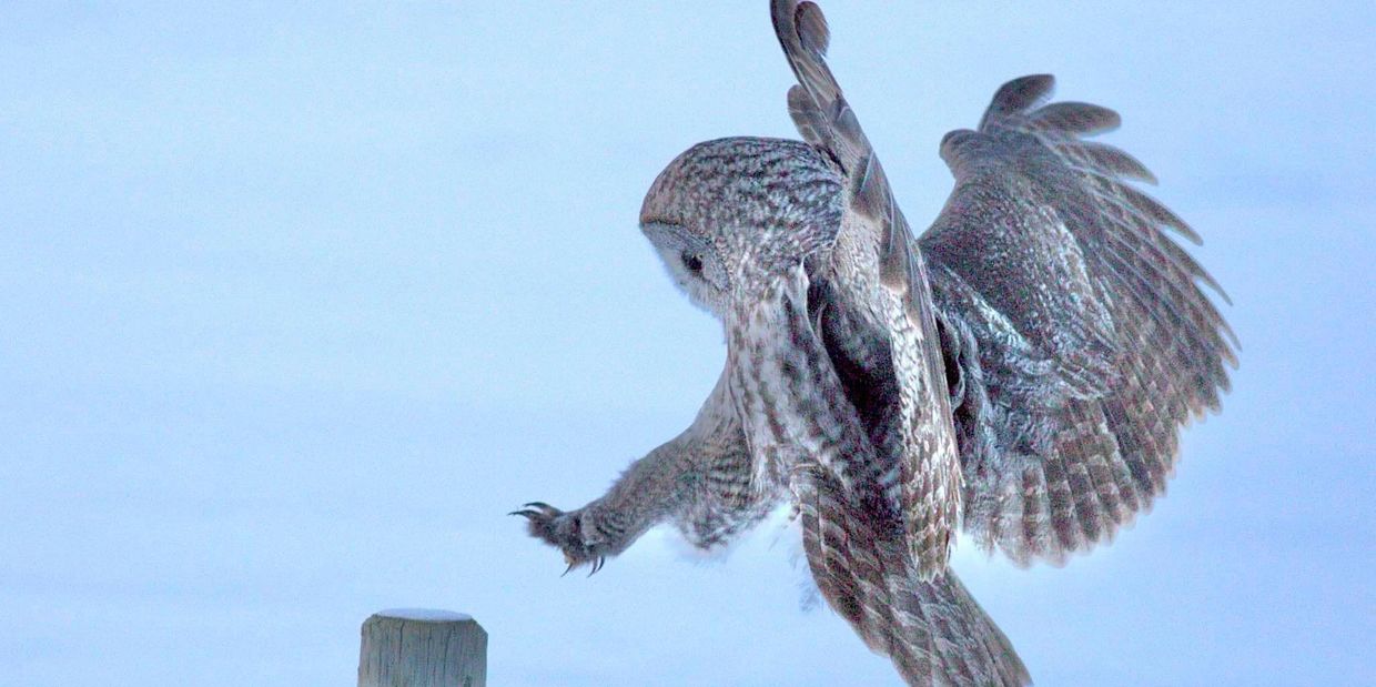 Great Gray Owl Coming in for a Landing