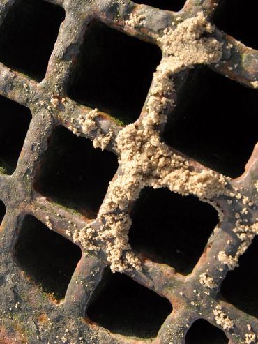 Close-up of a rusty metal grate with barnacles and marine growth.