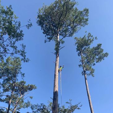 Hazardous Tree Removal
General Tree Trimming & Removal
Storm Preparation and Clean Up
Stump Grinding