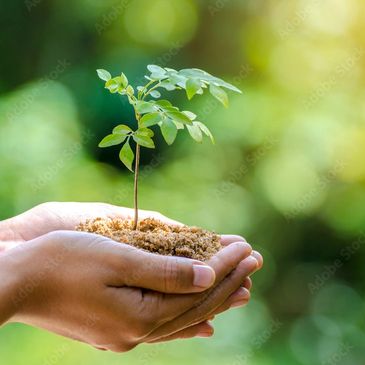 seed sampling symbolizing the opportunity and growth possible with free consultation for nonprofits
