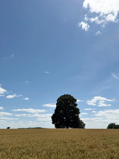 A large tree in the middle of a golden wheat field under a blue sky.