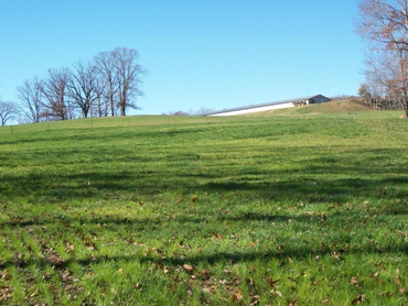 A grassy hill with leafless trees and a building under clear blue sky.