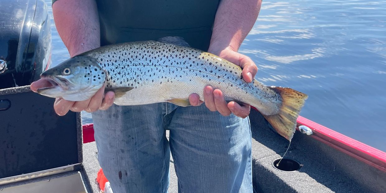 Brown Trout (salmo trutta) on the Harry Lure®️