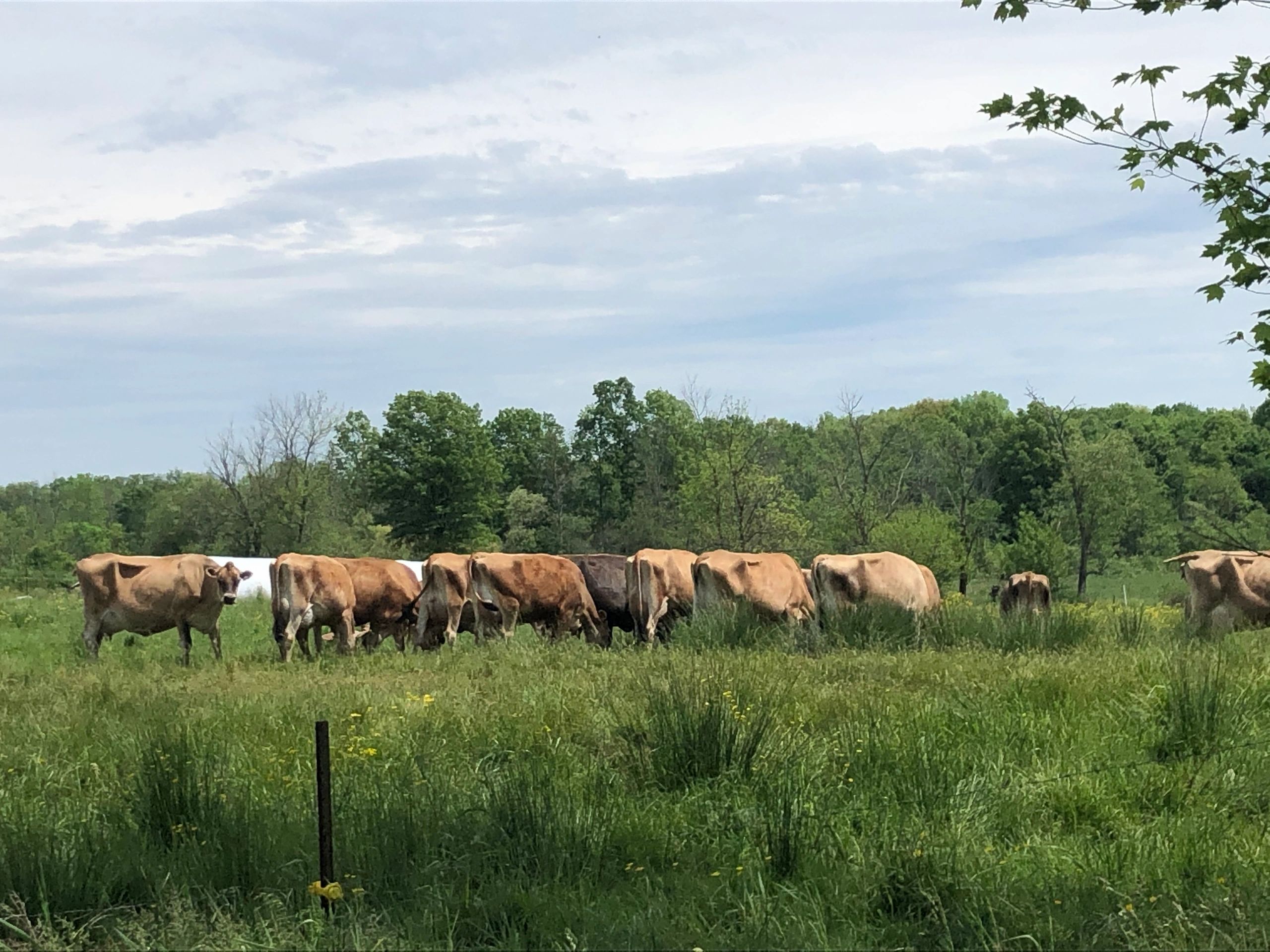 Farm Everson Jerseys Dairy Farm