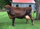 Everson Jerseys Dairy Farm