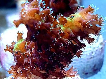  Live Saltwater Coral Frag - Forest Green Acropora (Colony  2-3) : Pet Supplies