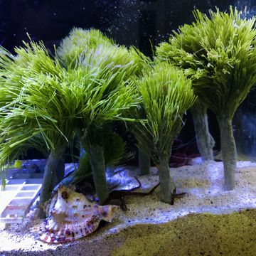 Macro Algae