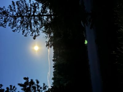 Sun setting behind trees with a clear sky.