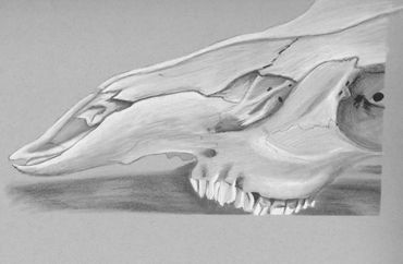 illustration charcoal on toned paper