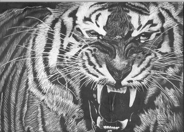 scratch board illustration