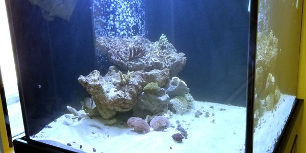 Fish World Spokane - Live Coral, Fish, Tanks & Supplies