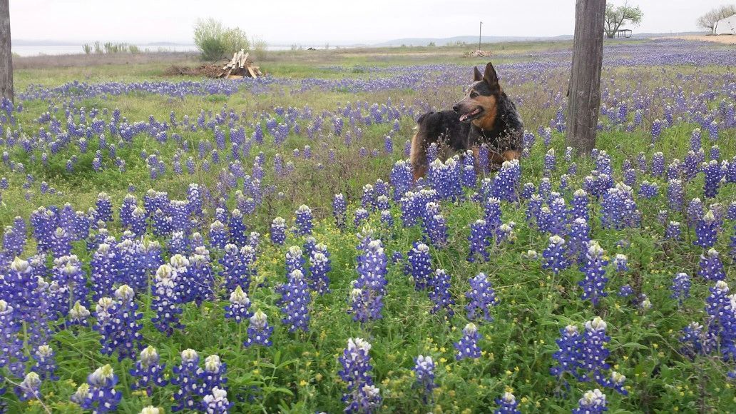 Columbus Animal Clinic, Vet Clinic CACVET Columbus, Texas