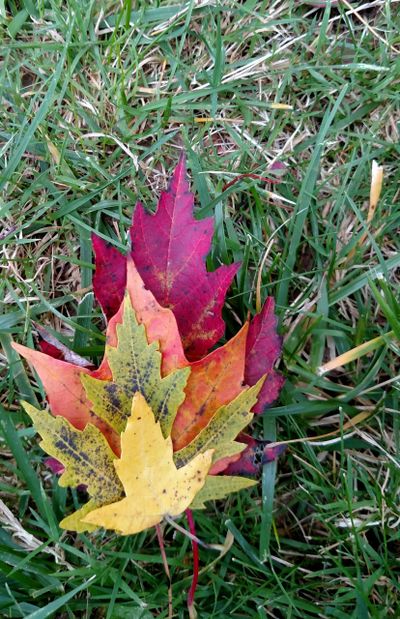 4 leaves stacked on top of one another in order yellow on top, green, orange, red on bottom