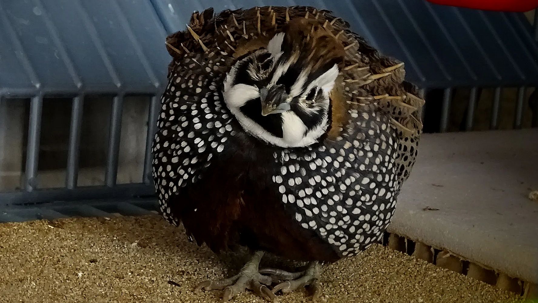 Harlequin Quail, showcasing its distinctive spotted plumage.