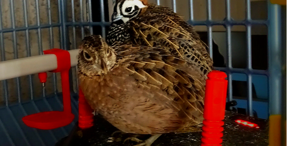 Detailed view of a Harlequin Quail’s patterned feathers