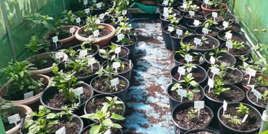 chilli growing seed germination identification varieties capsicum plug plant guide advice 