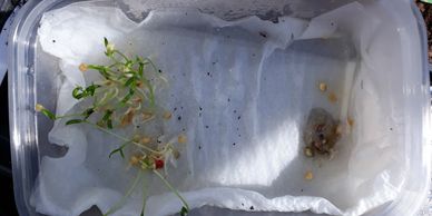 chilli growing chilli seed chilli germination chilli identification varieties capsicum chilli guide