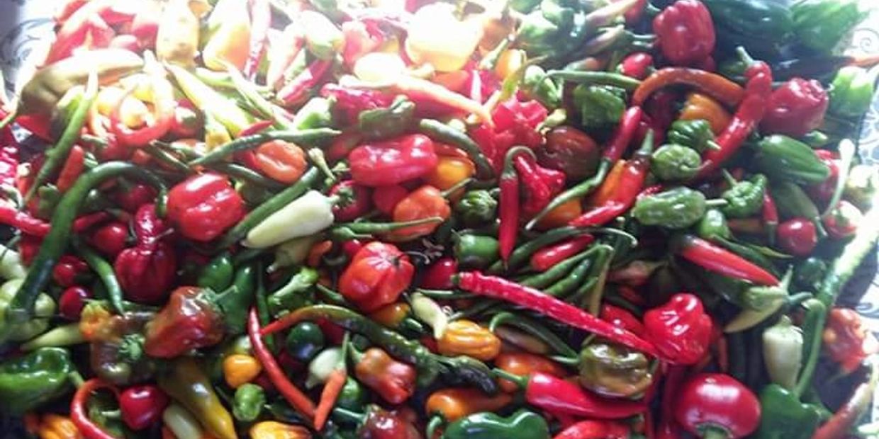 Chilli Varieties Chilli Growing Chilli Peppers chilli collection chilli identification chilli seed
