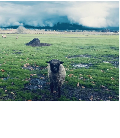 grass and sheep farming