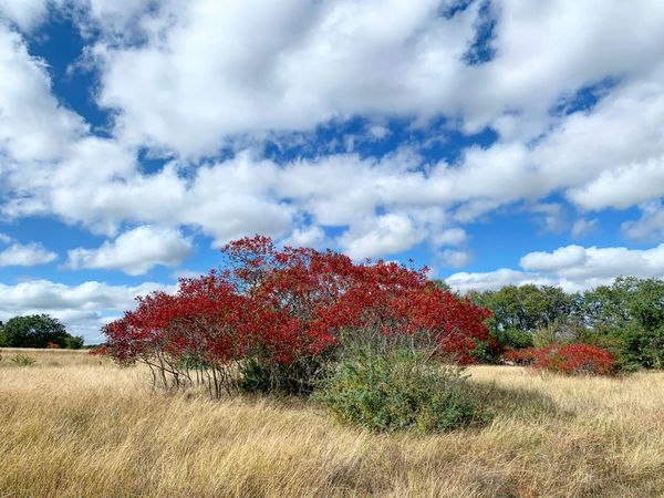 Sumac in Fall (Paul Schliesing)