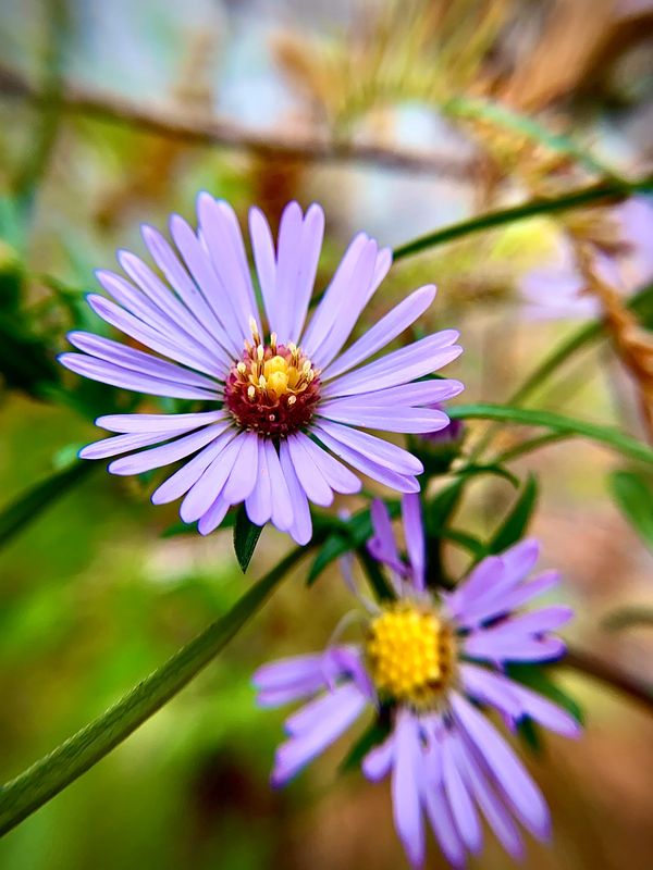 Fall aster (Paul Schliesing)