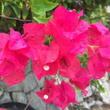 BOGANBELIA PLANT NURSERY