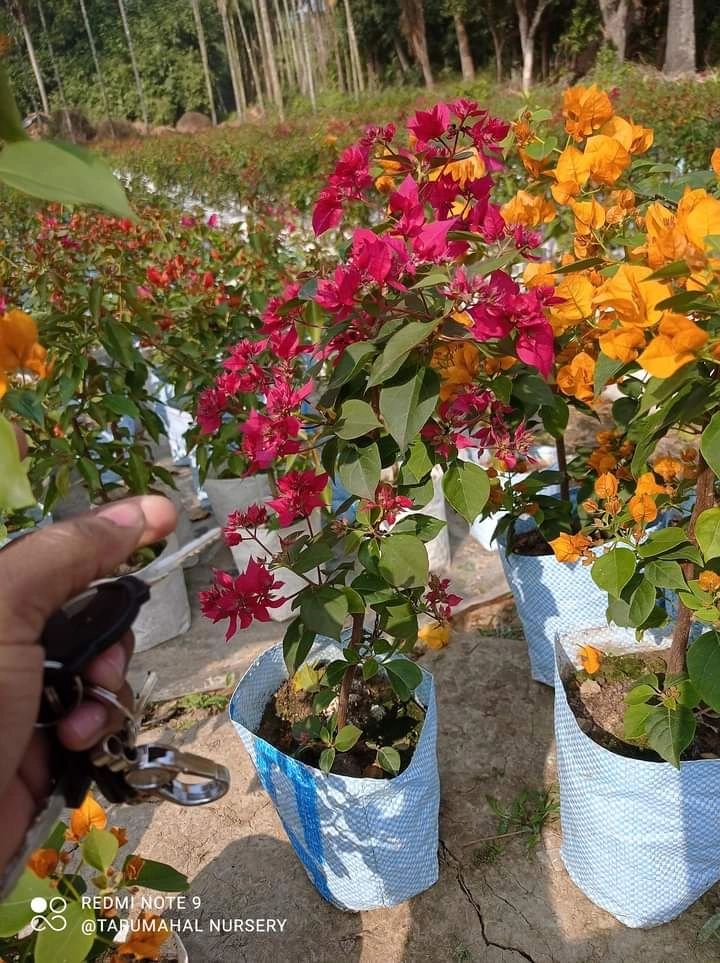 20+ Bougainvillea Plant Sale