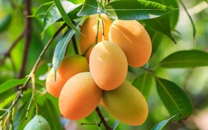MANGO PLANT NURSERY