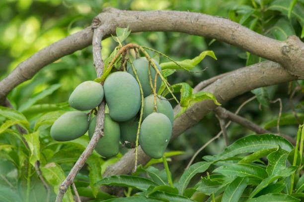 mango plant images