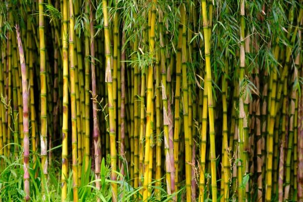Bamboo Seeds Bamboo Plant Suppliers