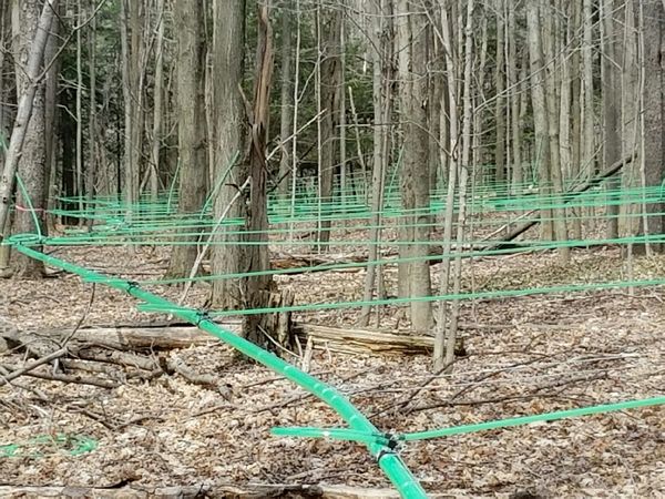 Maple tubing system