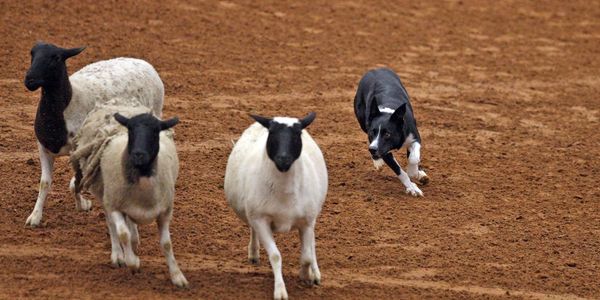 Mack border collie competing at Houston Livestock Show