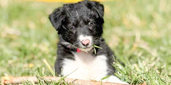 Olive 10/25 Border Collie Puppy