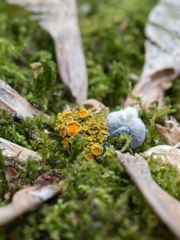 A macro-shot photograph taken of lichen and seeds on a mossy background.
