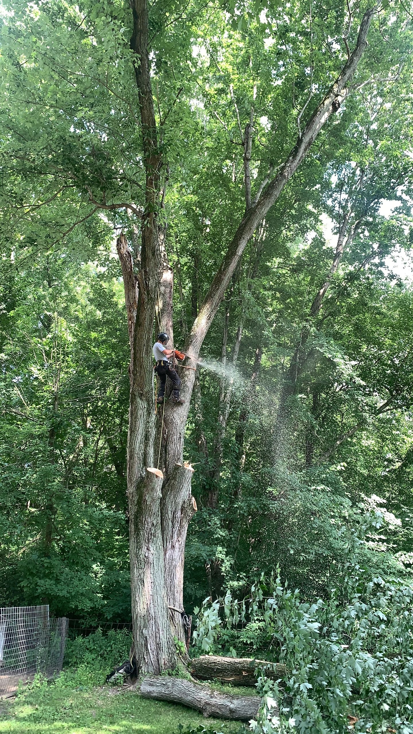 Stony Point Tree Service LLC