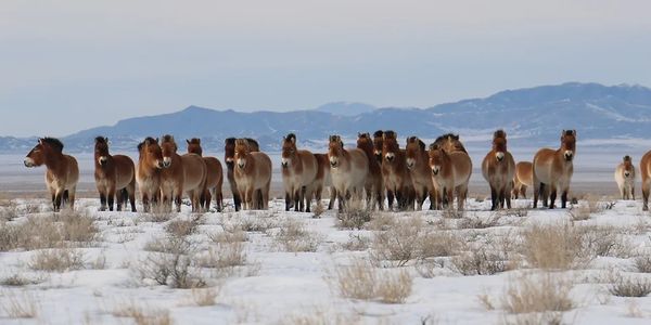 A herd of wild horses standing on snowy terrain.