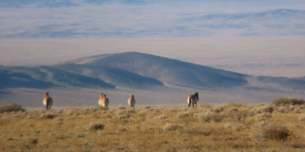 Wild horses running across a grassy plain with hills in the background.