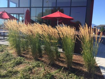 ornamental grasses