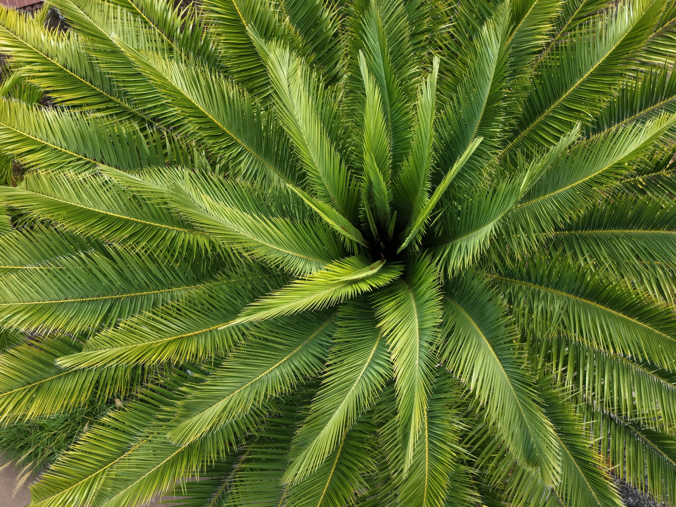 Top view of vibrant green palm fronds spreading out in a circular pattern.