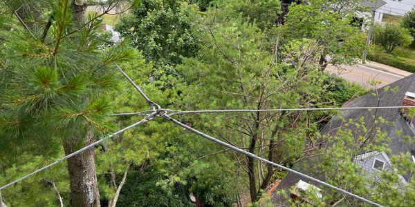 A hub and spoke cable system for a big white pine.