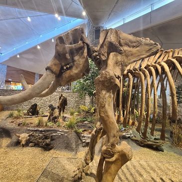 Mastodon State Park features an educational archeological site with prehistoric skeletons on display