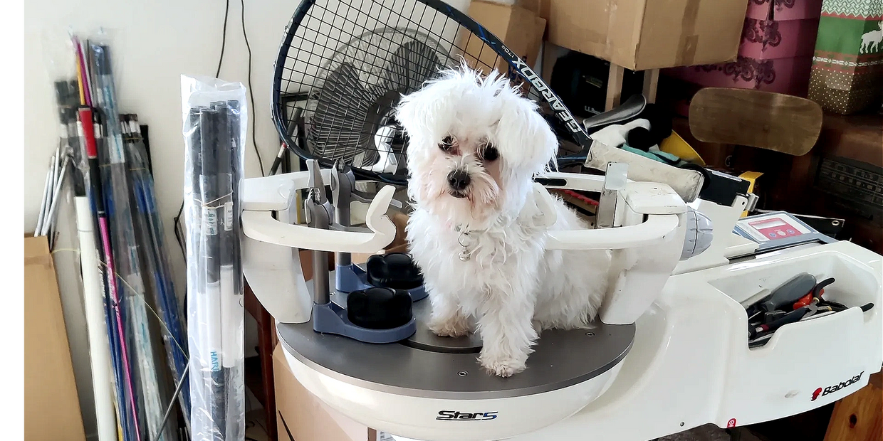 Fifth Leaf Work Shop. Diandian is guarding our shop.