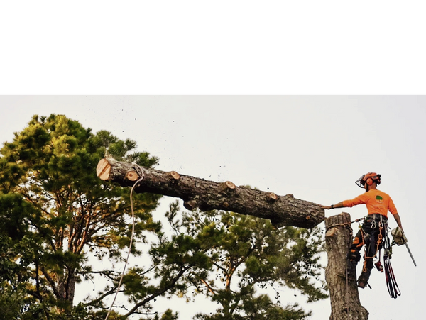 tree removal arborist