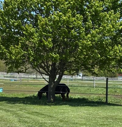 Horse grazing under a green tree in a fenced field.
